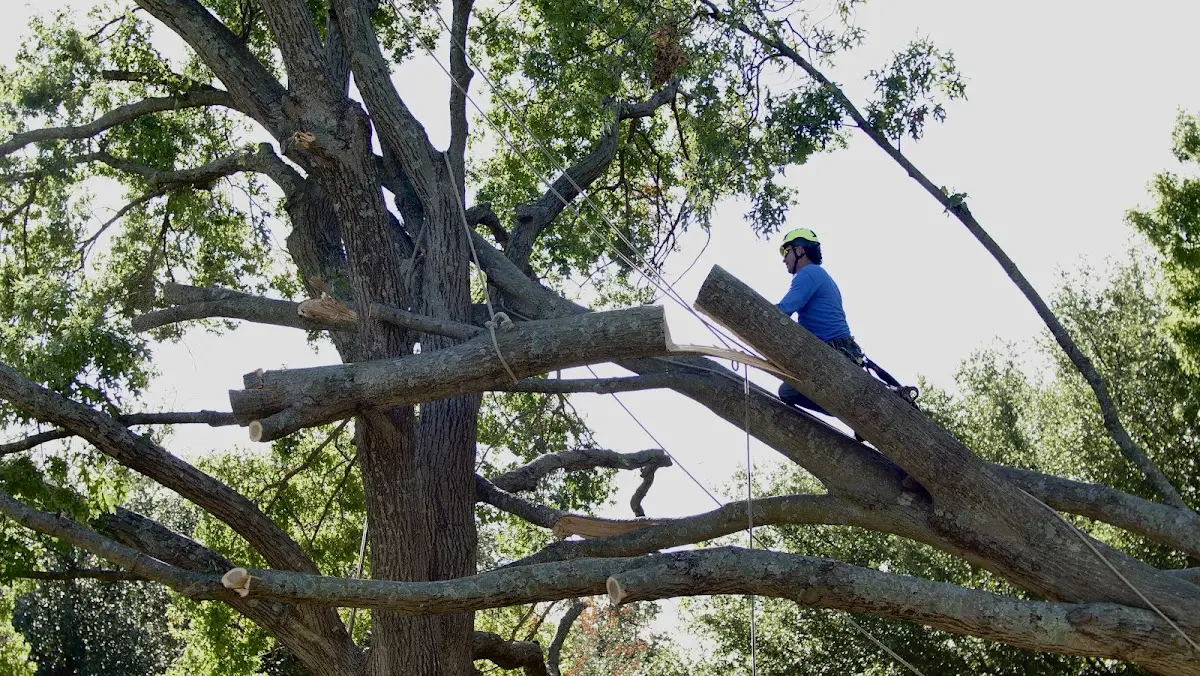 Professional Crown Thinning performed by certified arborists in Kennebunkport