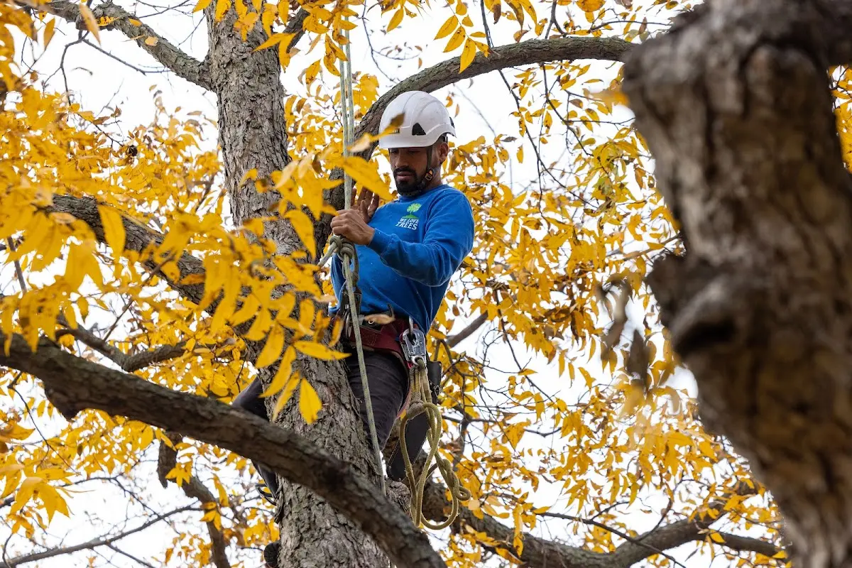 Skilled Tree Planting crew working in Kennebunkport
